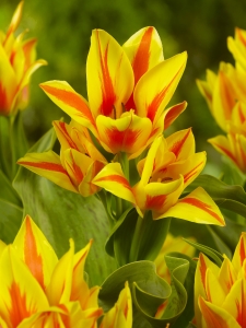 Tulipa Winnipeg