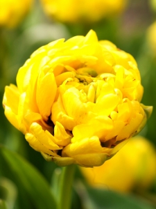 Tulipa Yellow Pomponette