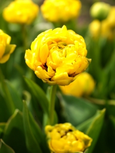 Tulipa Yellow Pomponette