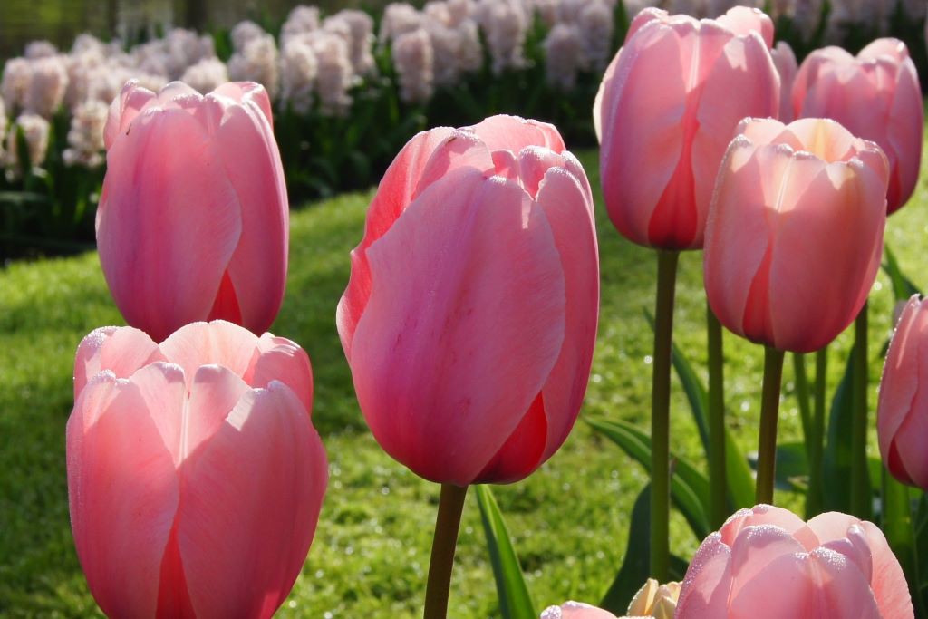 Tulipa Salmon Impression