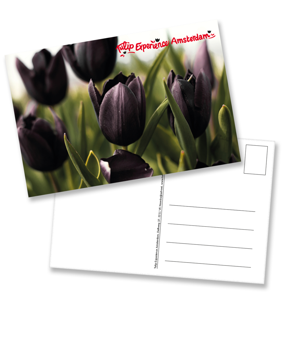 Ansichtkaart: Zwarte Tulpen