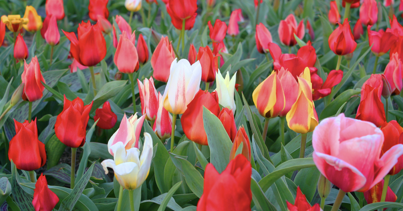 Tulipa Greigii Mix action