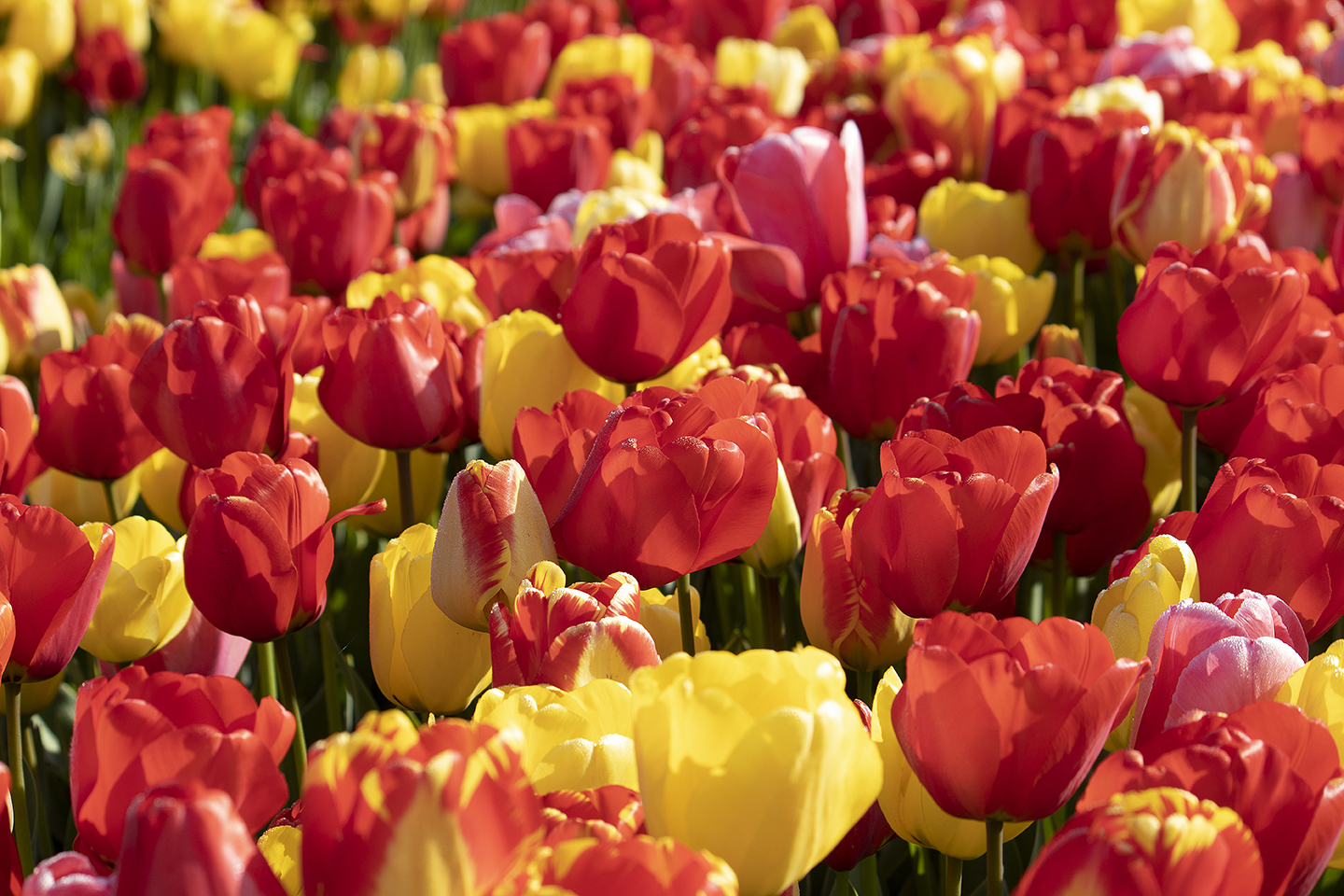 Tulipa Tulip Experience Mix Actie