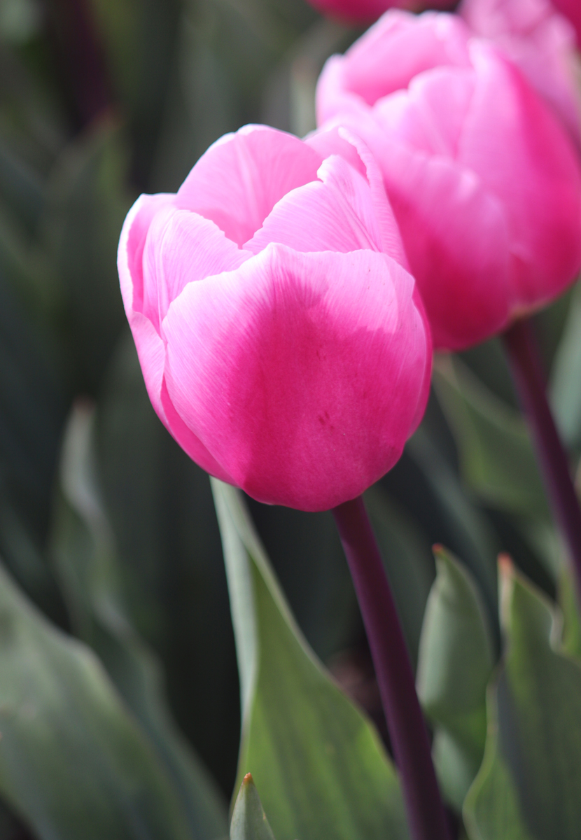 Tulipa Aafke