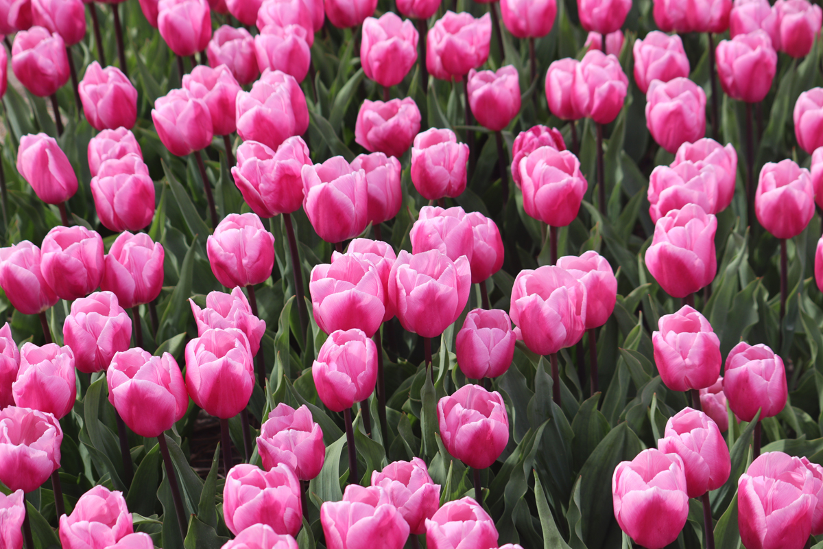 Tulipa Aafke