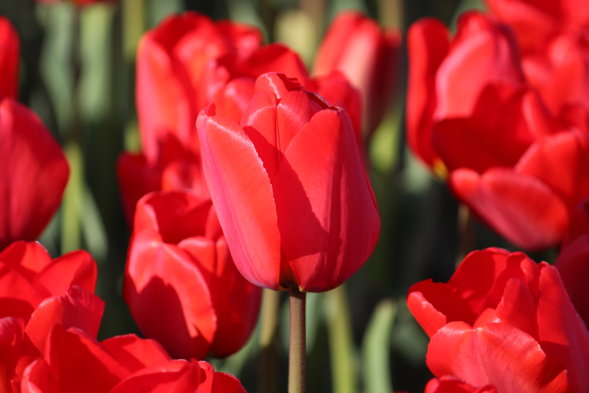 Tulipa Apeldoorn