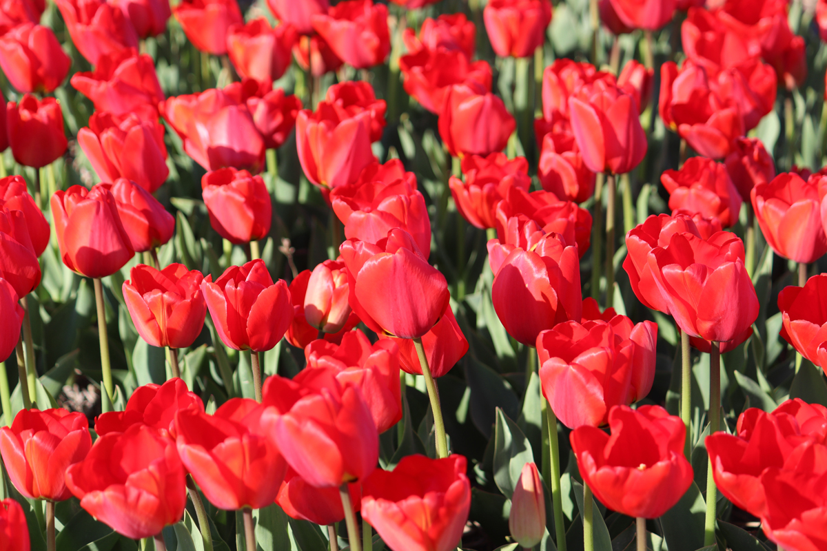 Tulipa Apeldoorn