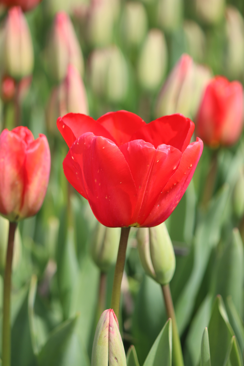 Tulipa Apeldoorn
