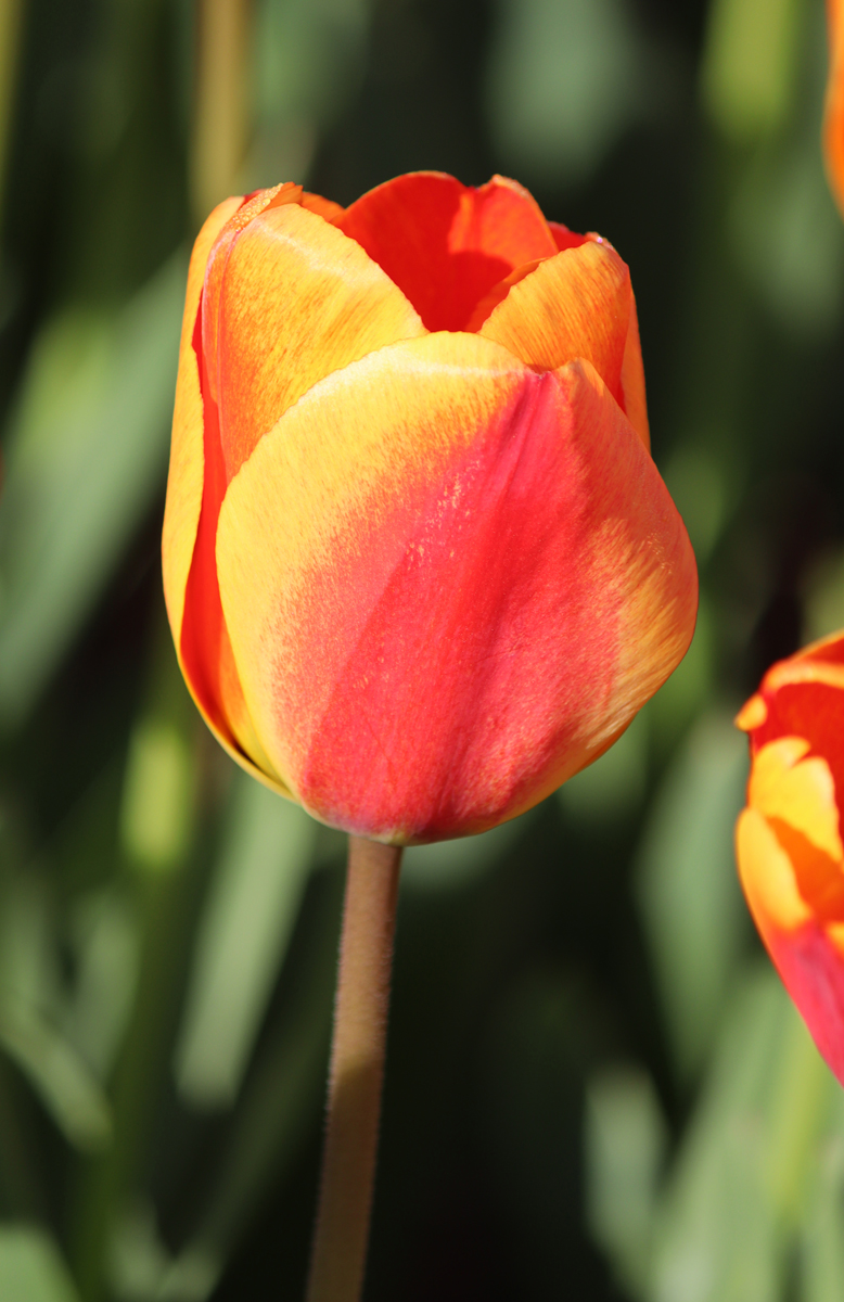 Tulipa Apeldoorn's Elite