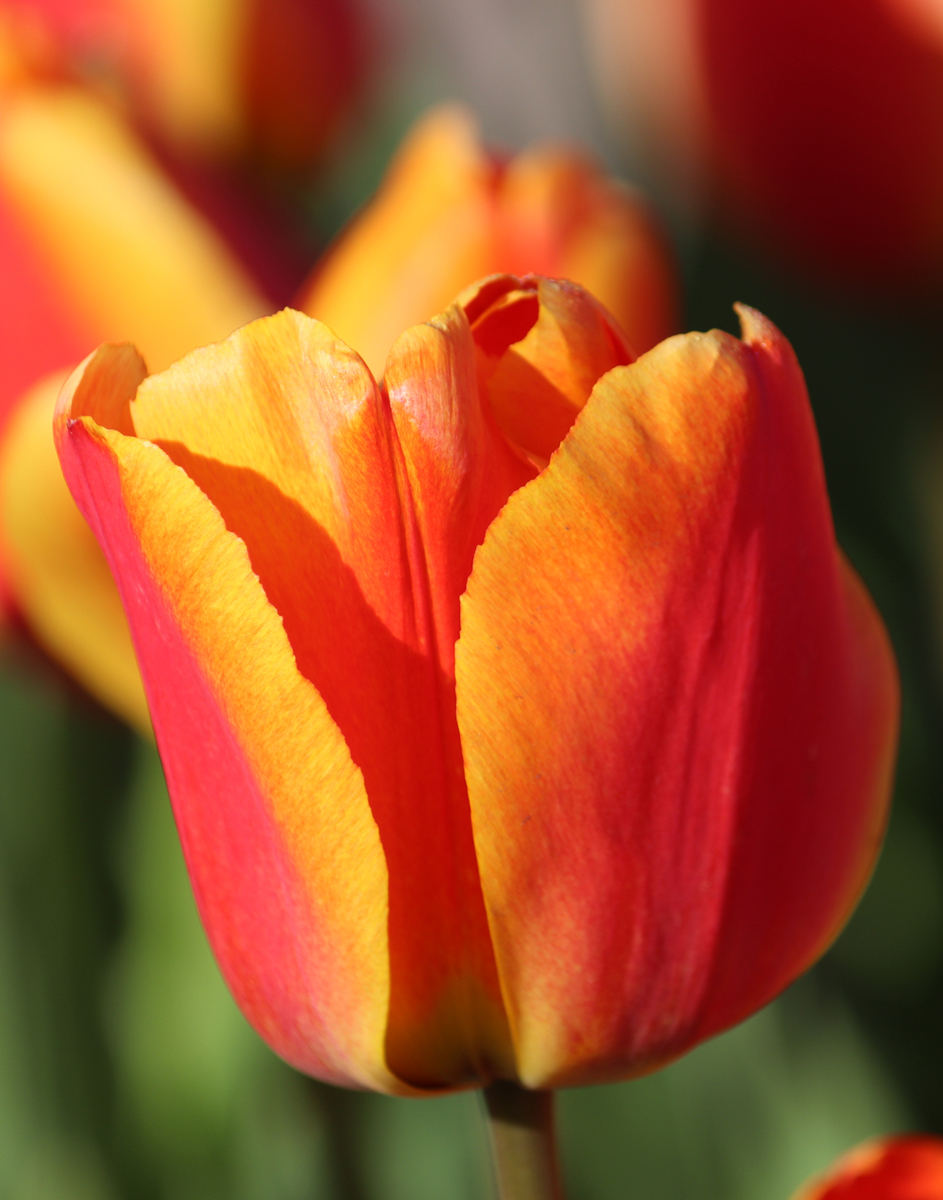 Tulipa Apeldoorn's Elite