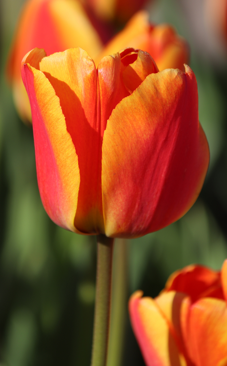 Tulipa Apeldoorn's Elite