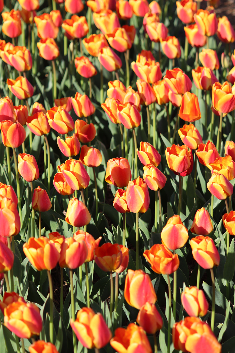 Tulipa Apeldoorn's Elite
