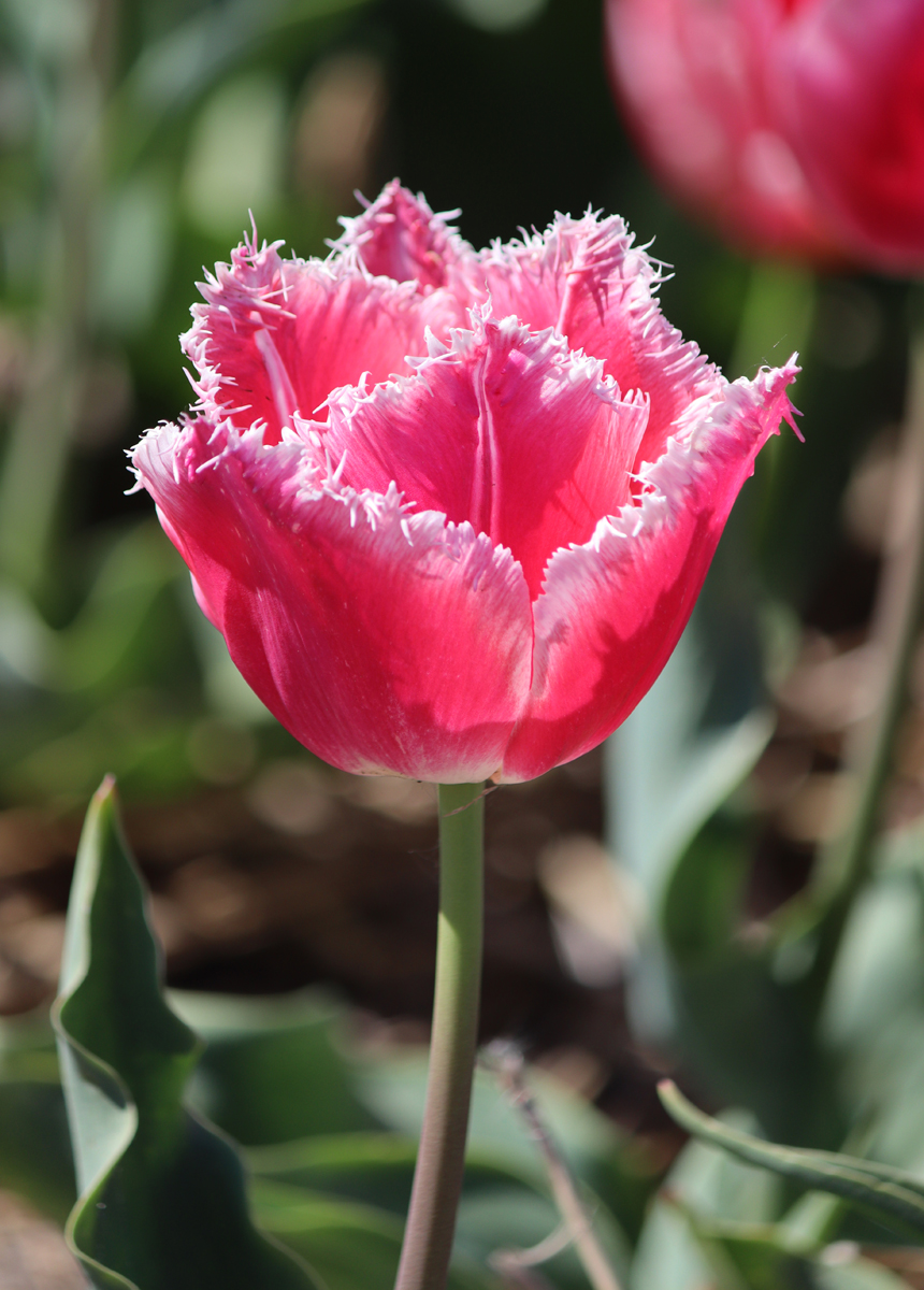 Tulipa Bell Song