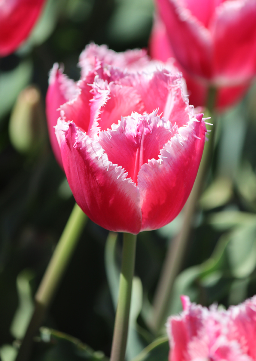 Tulipa Bell Song