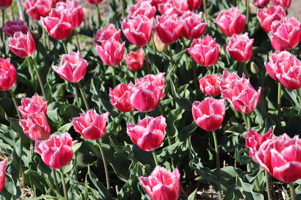 Tulipa Bell Song