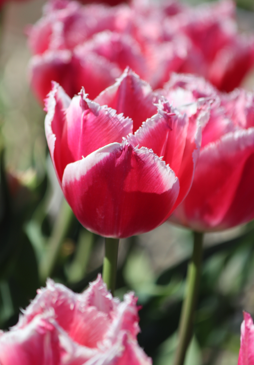 Tulipa Bell Song