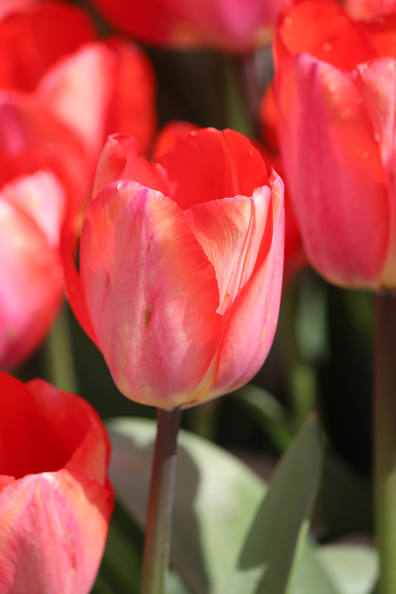Tulipa Big Chief