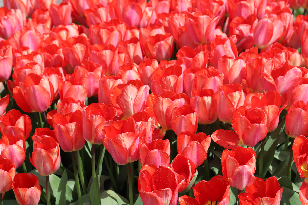 Tulipa Big Chief