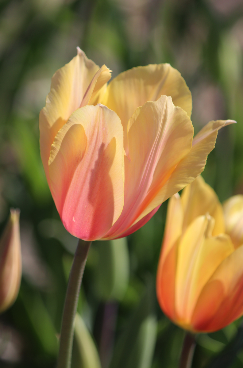 Tulipa Blushing Lady