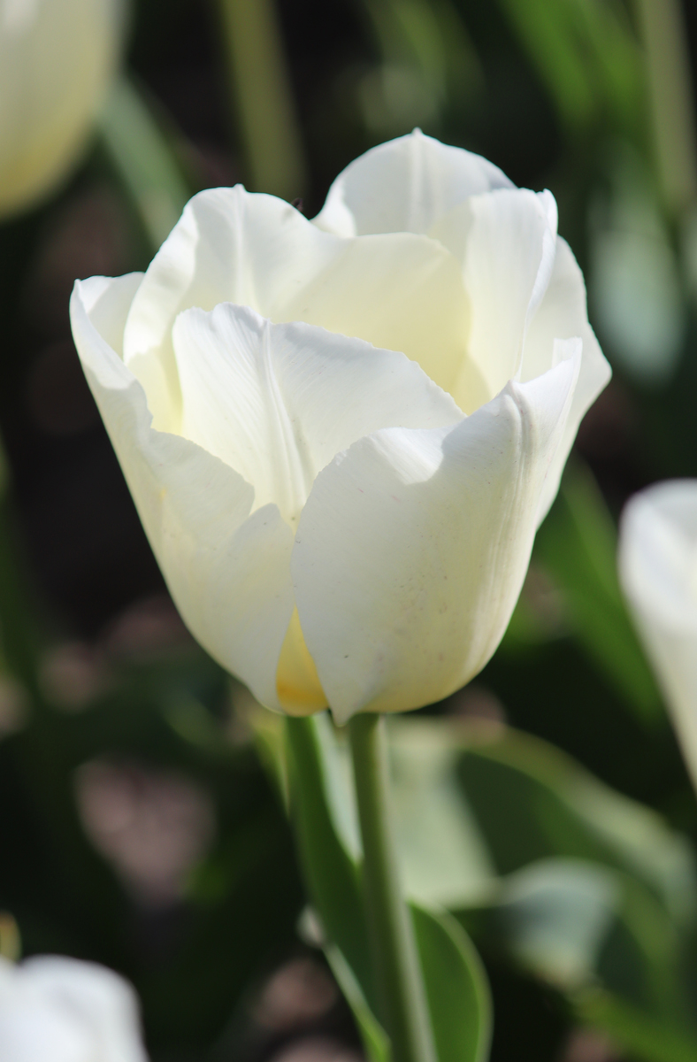 Tulipa Buffalo