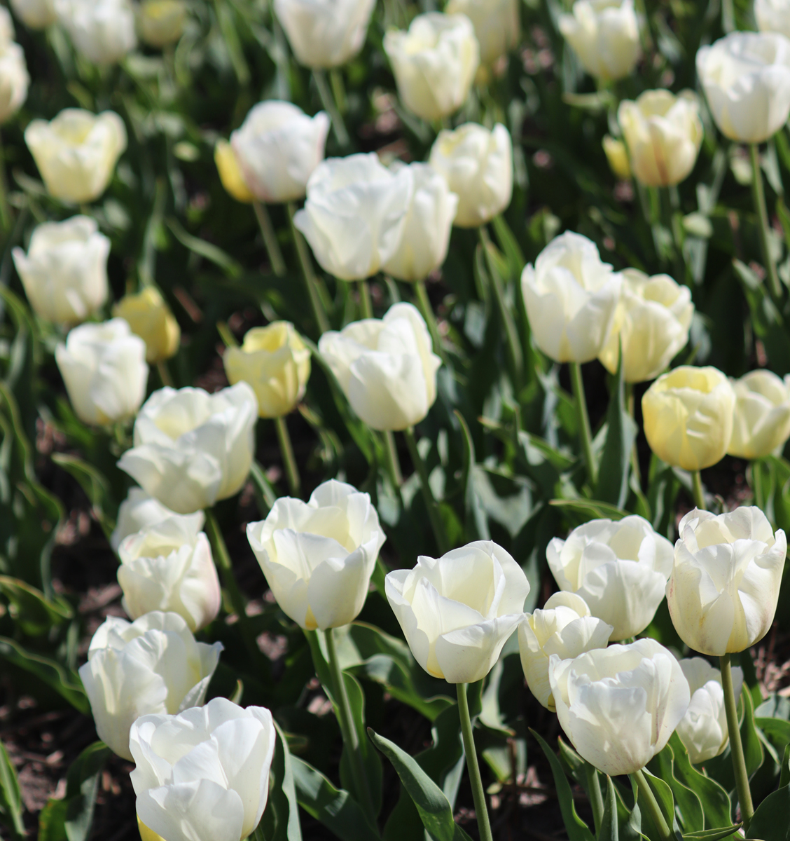 Tulipa Buffalo