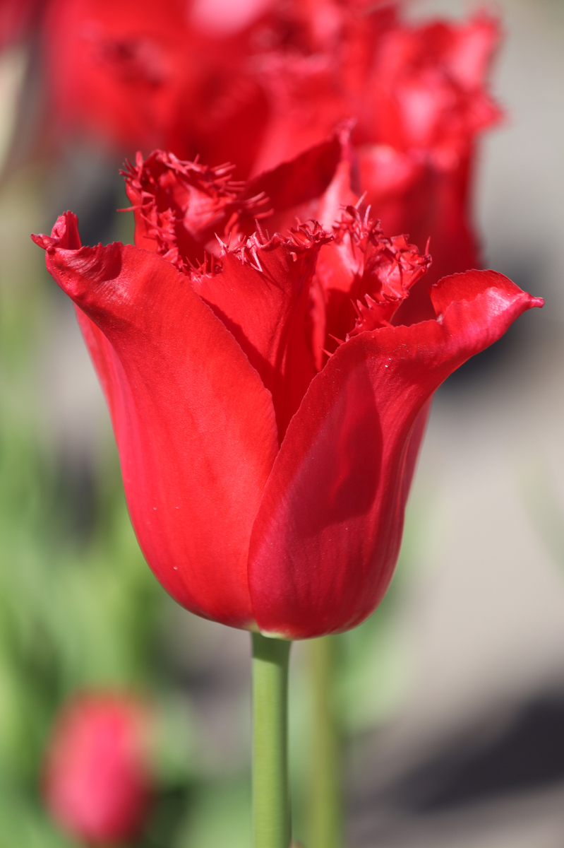Tulipa Calibra