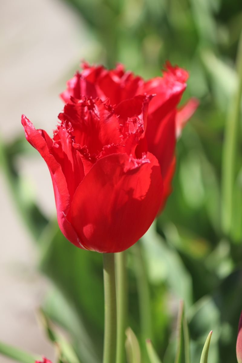 Tulipa Calibra