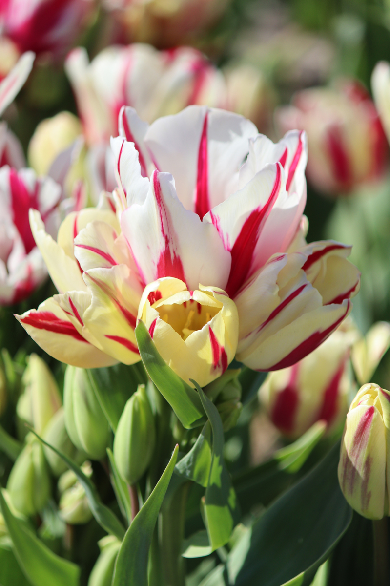 Tulipa Candy Club