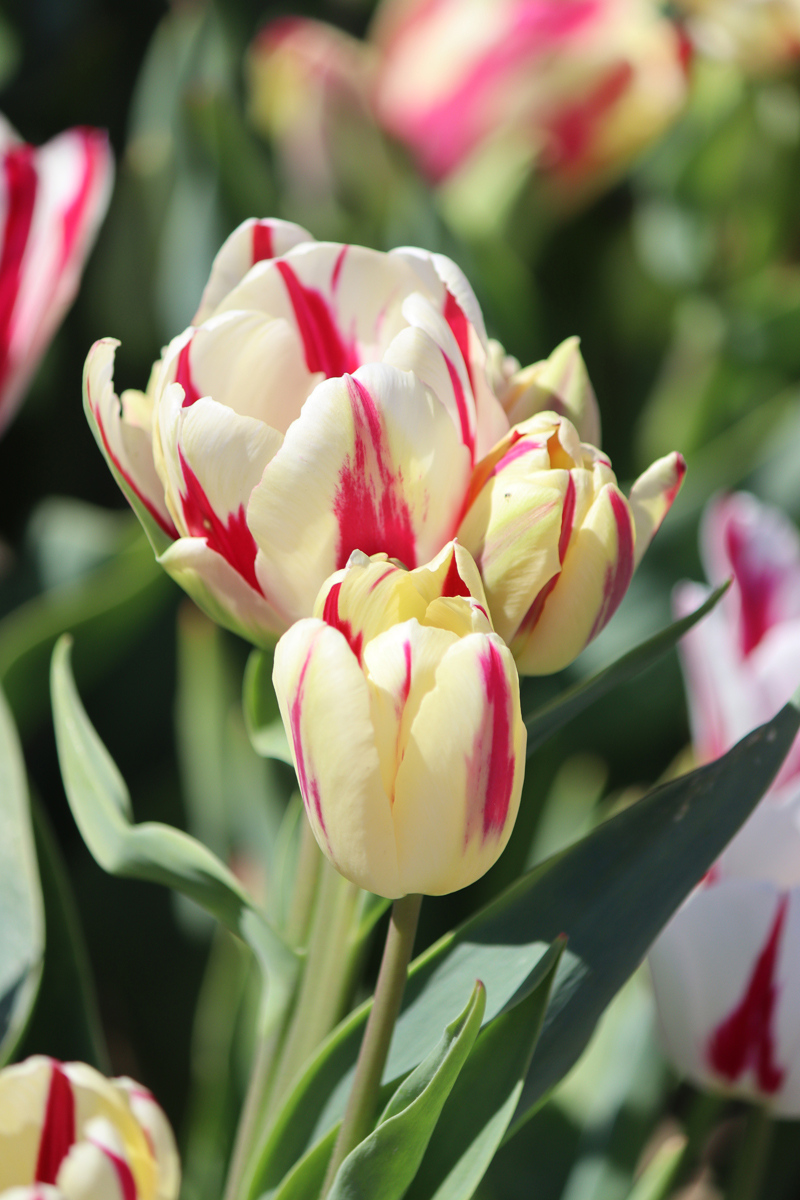 Tulipa Candy Club