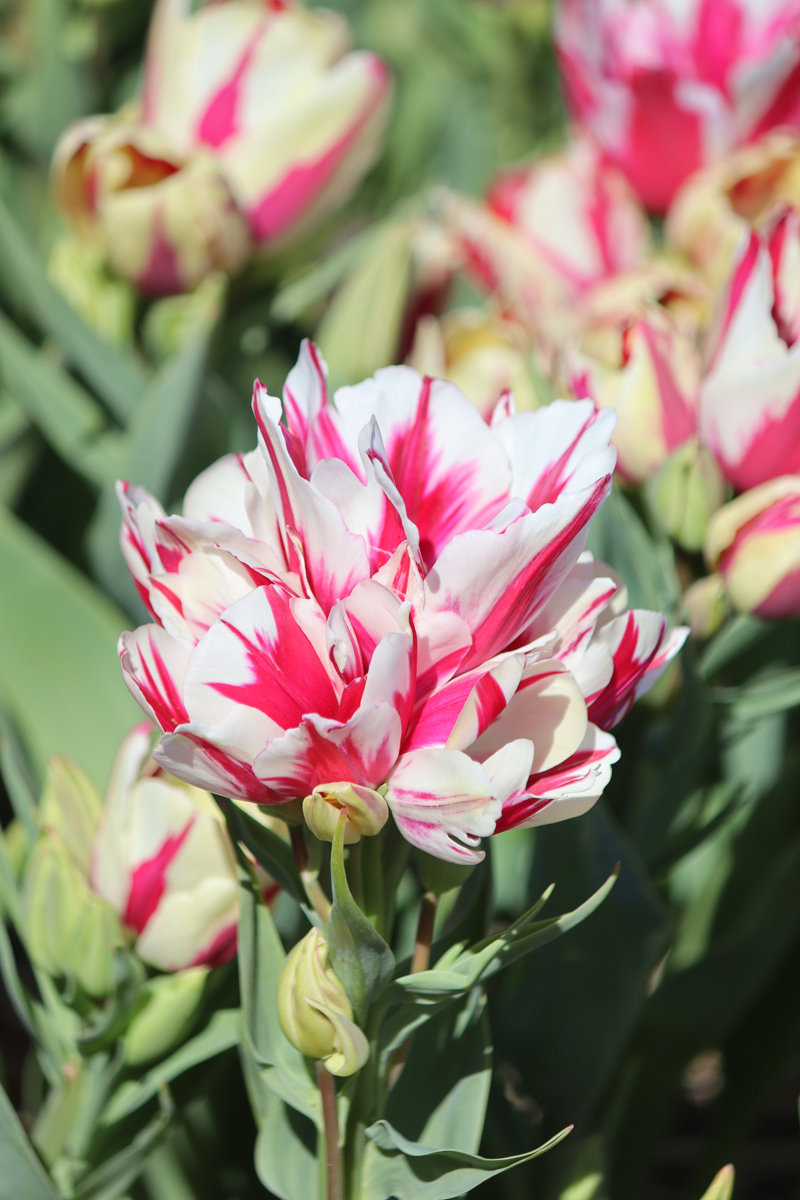 Tulipa Candy Club