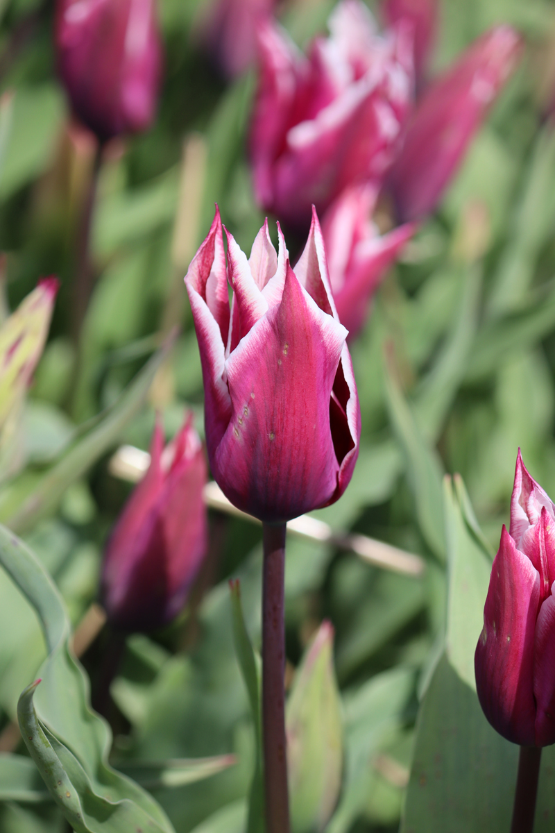Tulipa Claudia