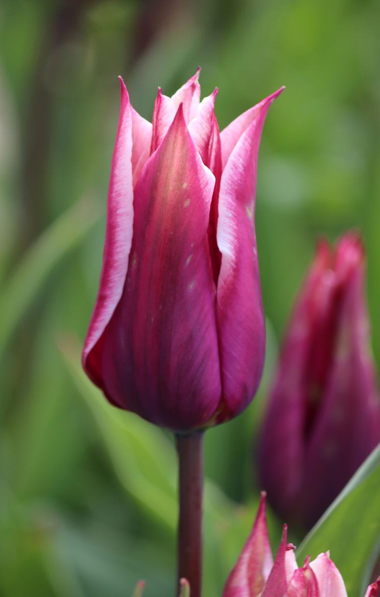 Tulipa Claudia