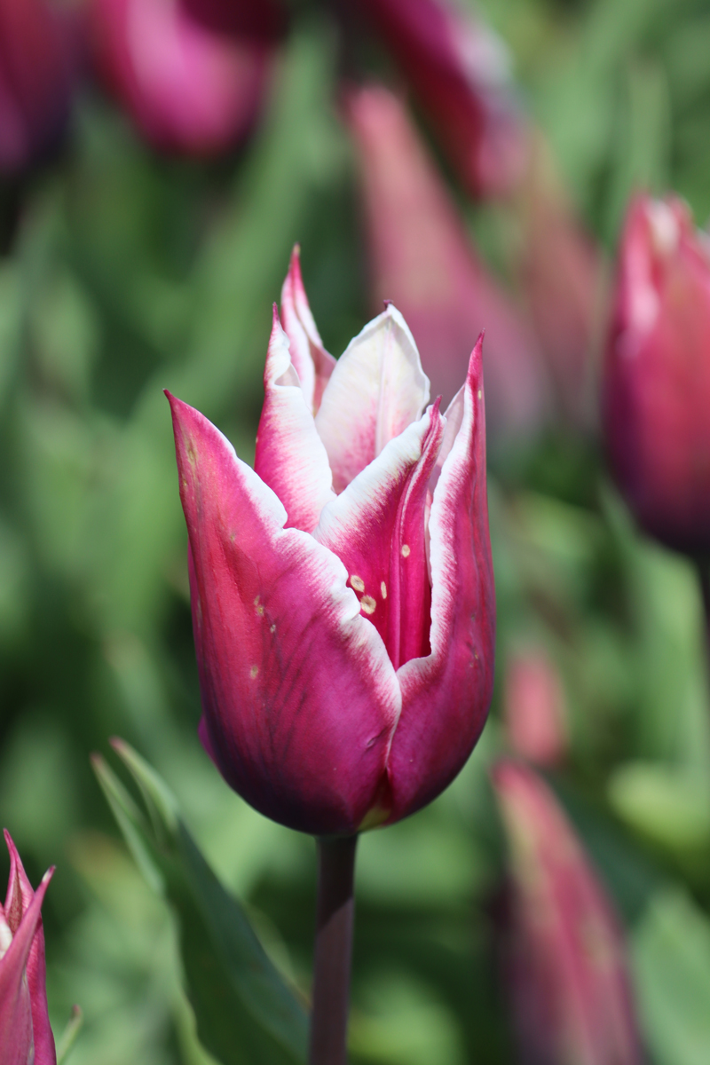 Tulipa Claudia