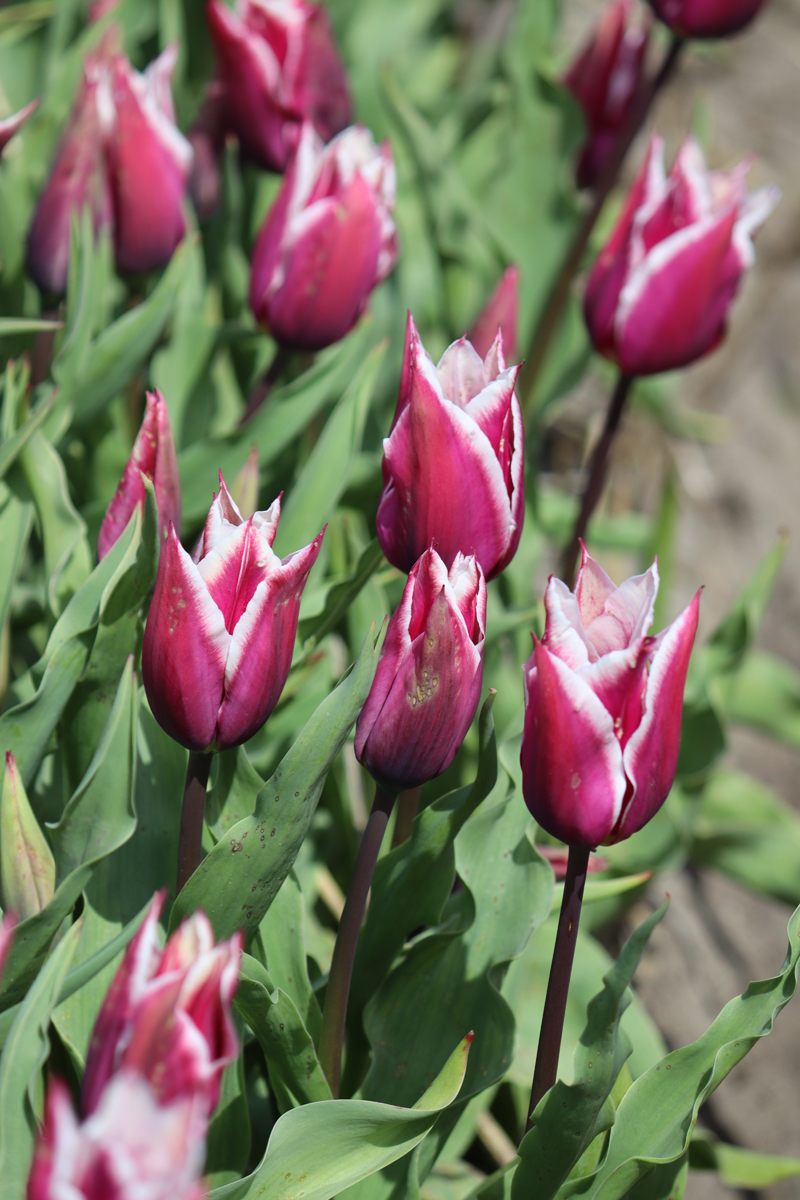 Tulipa Claudia