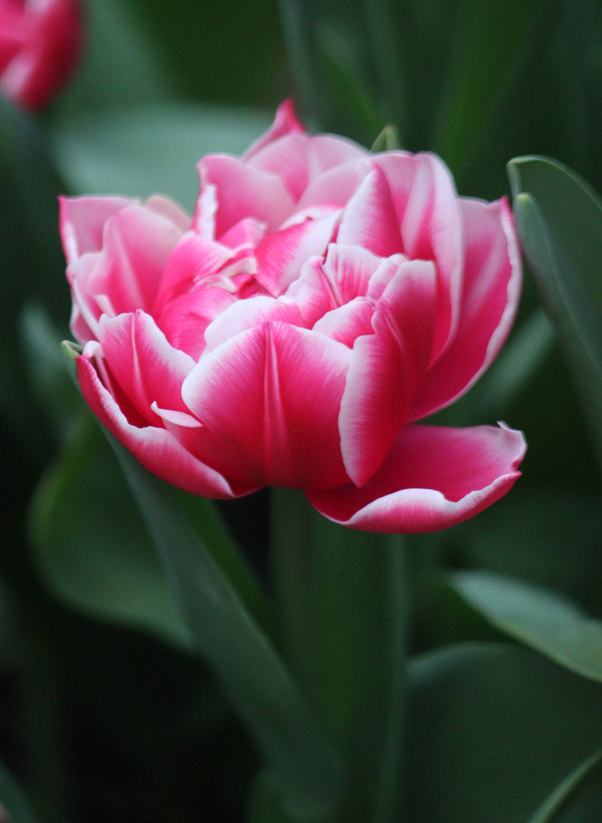 Tulipa Columbus