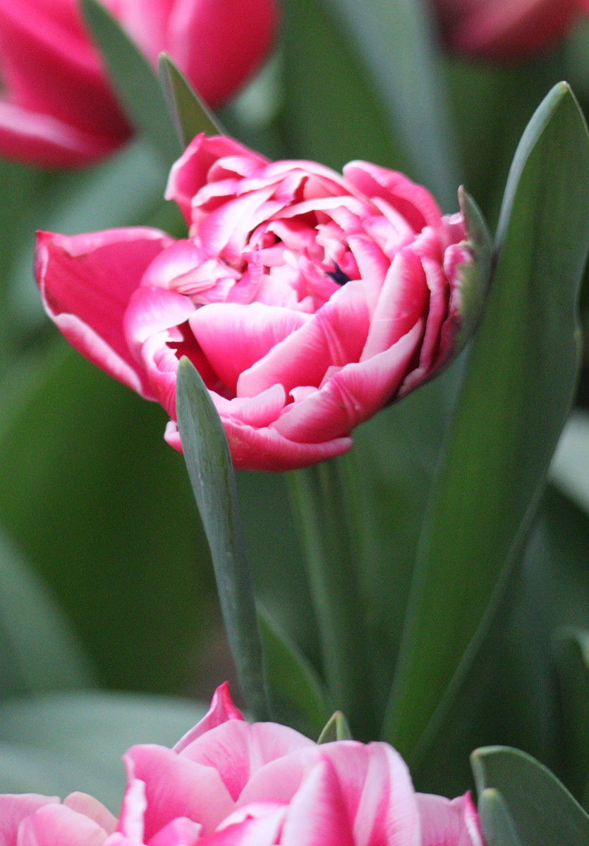 Tulipa Columbus