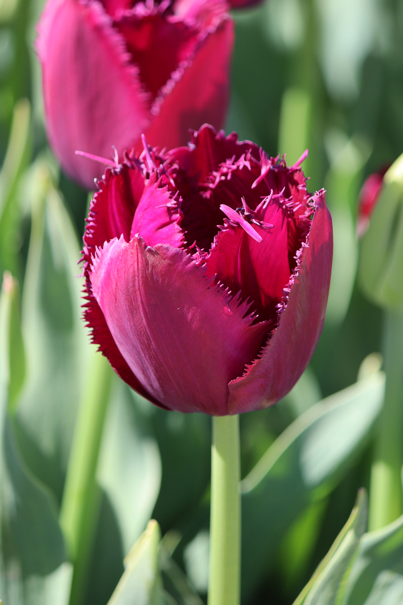 Tulipa Curly Sue