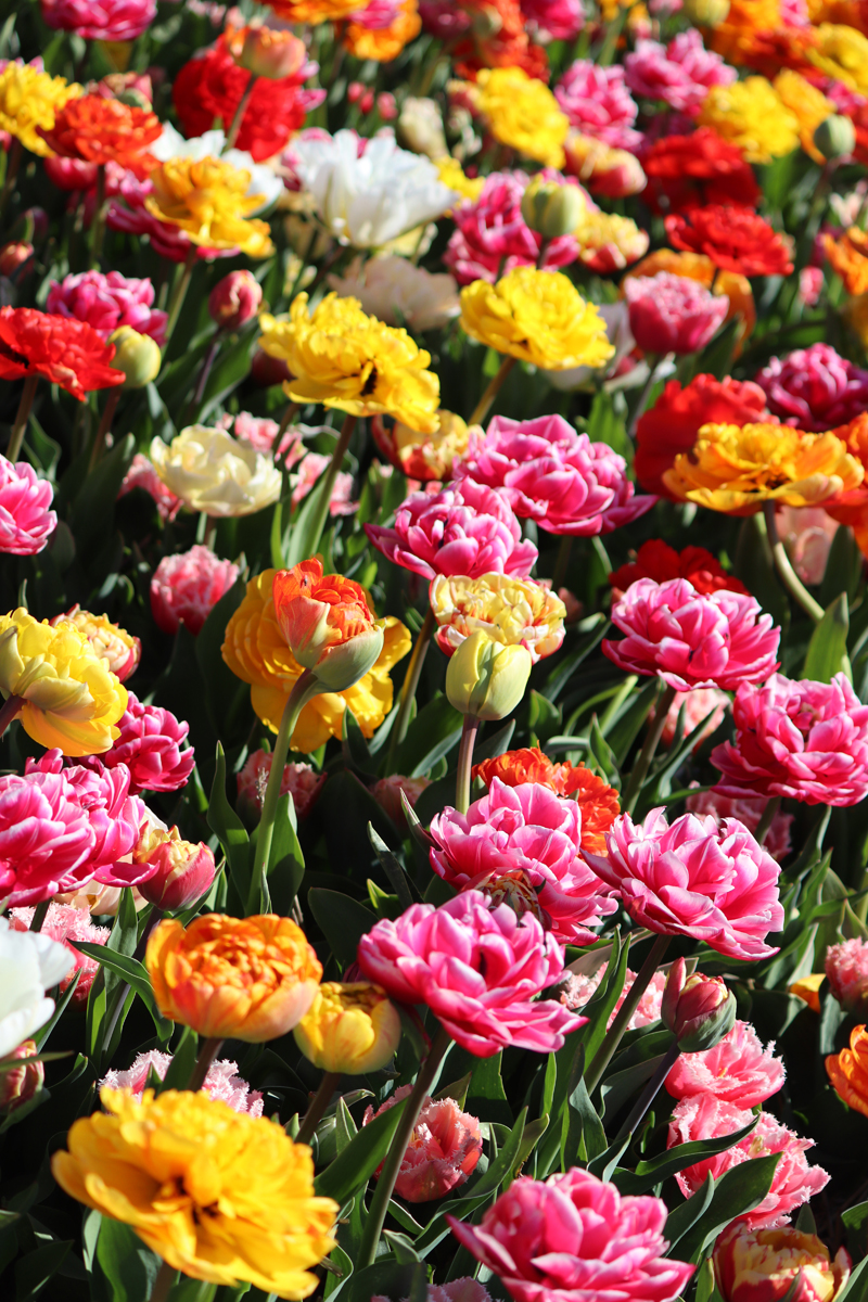 Tulipa Double Late Mixed
