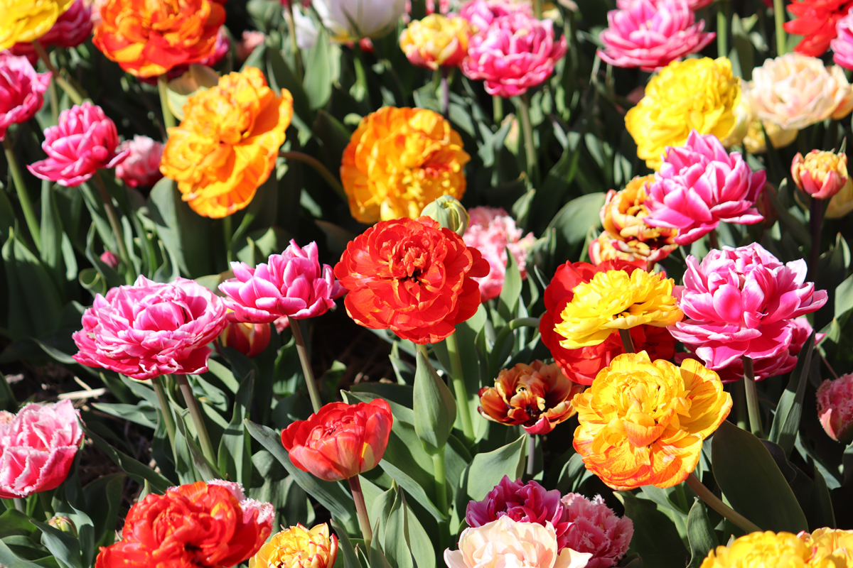 Tulipa Double Late Mixed