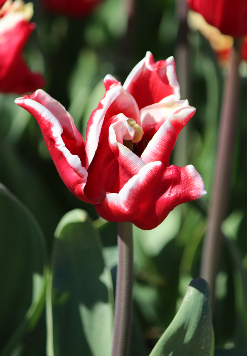 Tulipa Elegant Crown