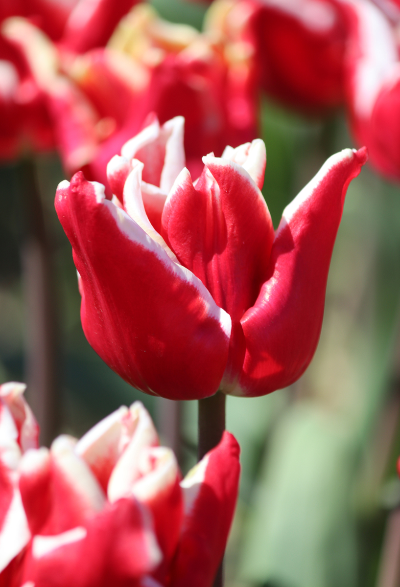 Tulipa Elegant Crown