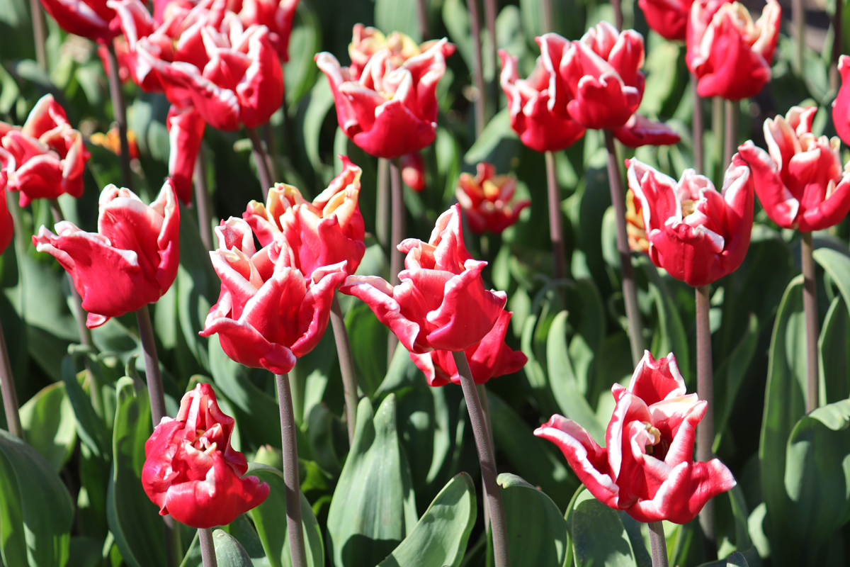 Tulipa Elegant Crown
