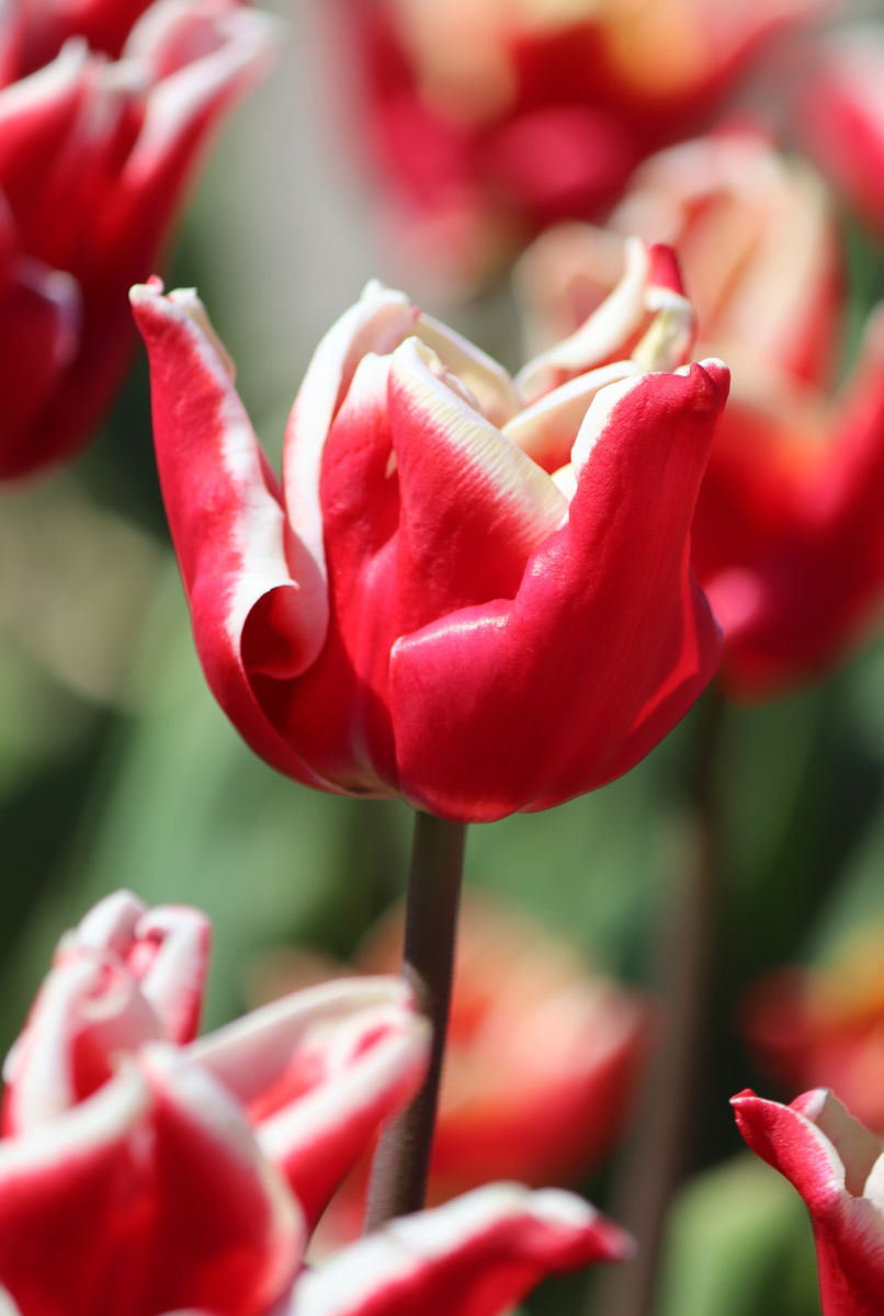 Tulipa Elegant Crown