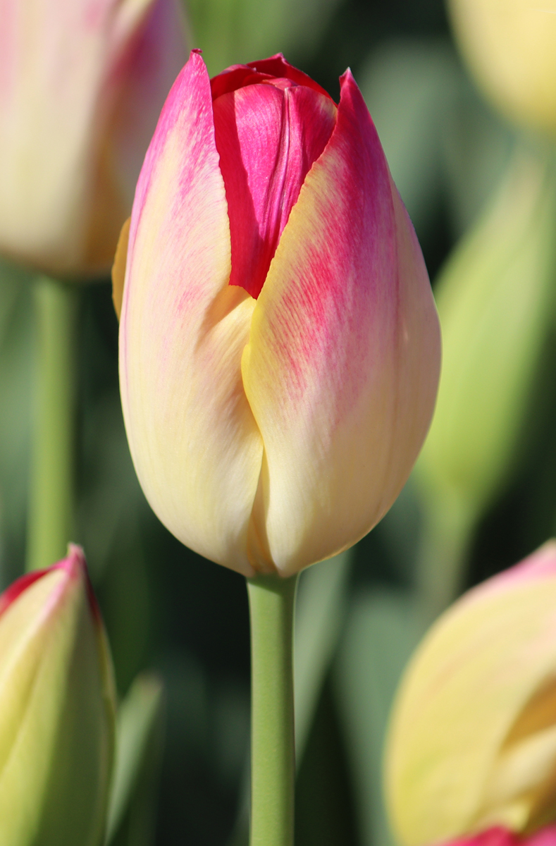 Tulipa Elegant Lady