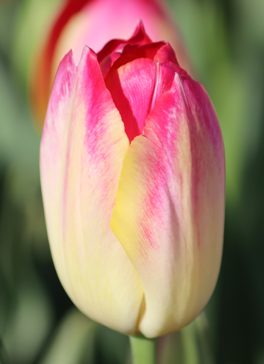 Tulipa Elegant Lady