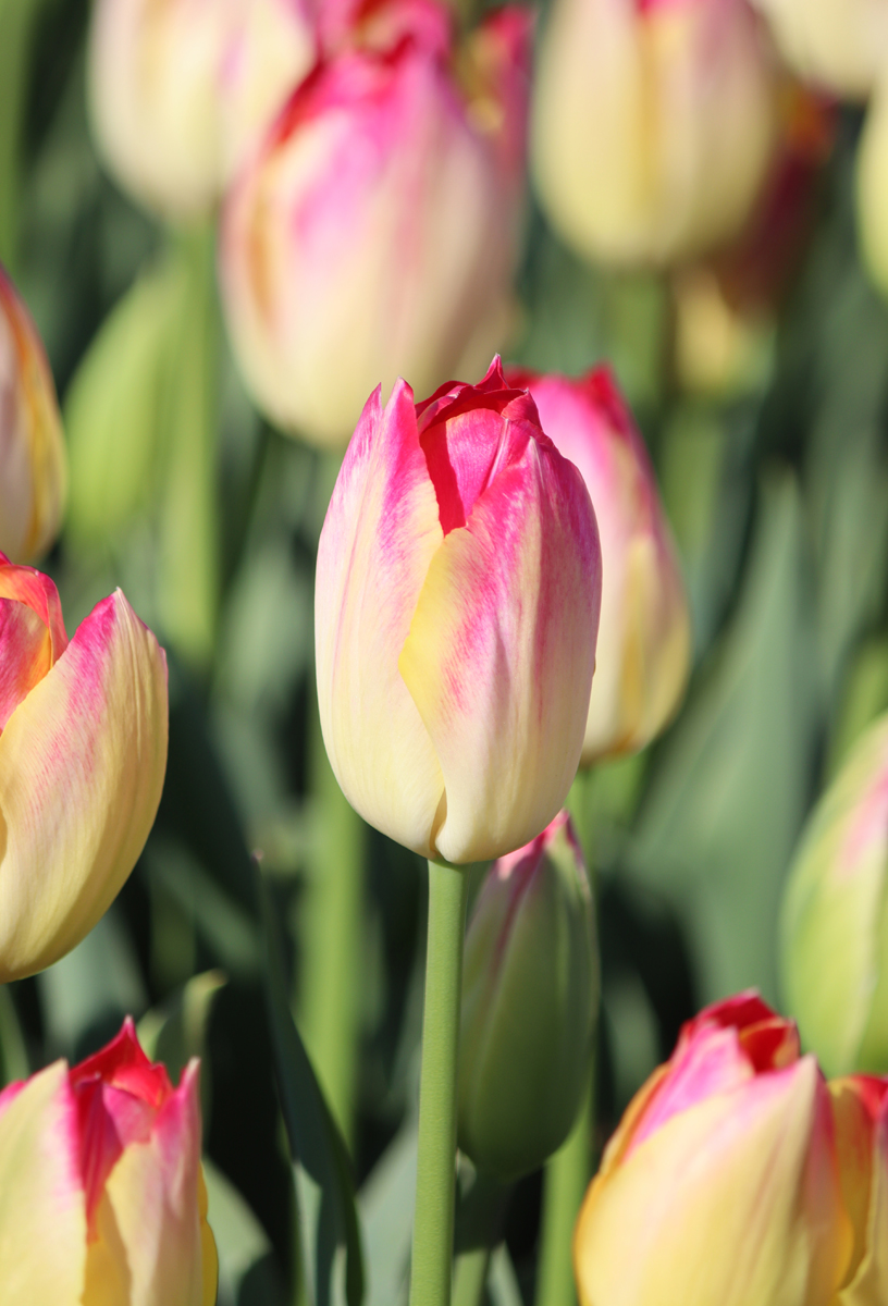 Tulipa Elegant Lady