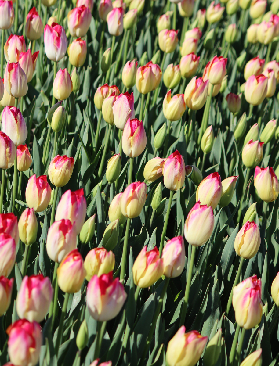 Tulipa Elegant Lady