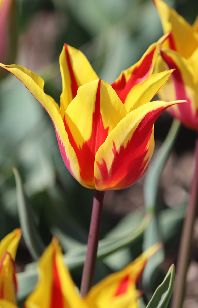 Tulipa Firework