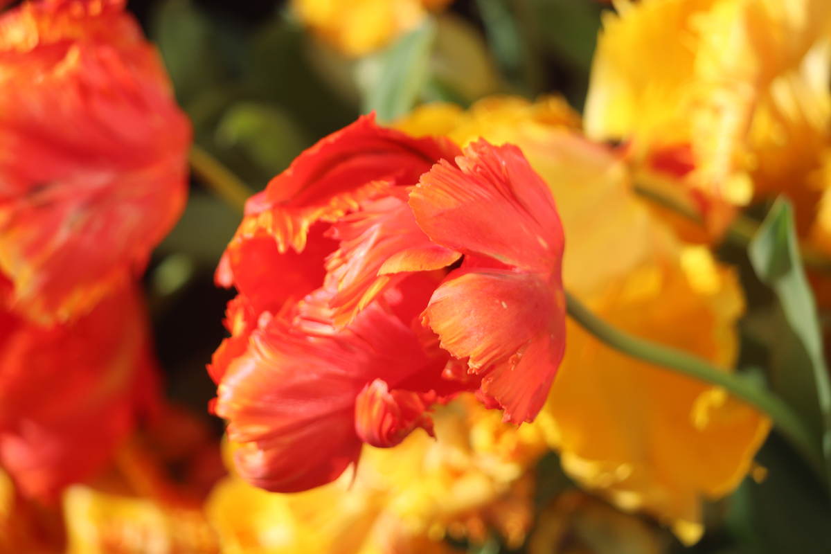 Tulipa Flower Power