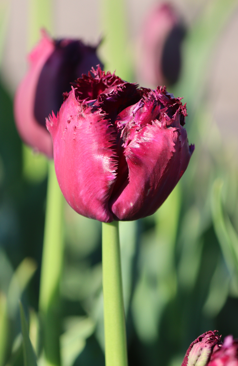 Tulipa Gorilla